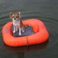 Chihuahua Emmi im Boot